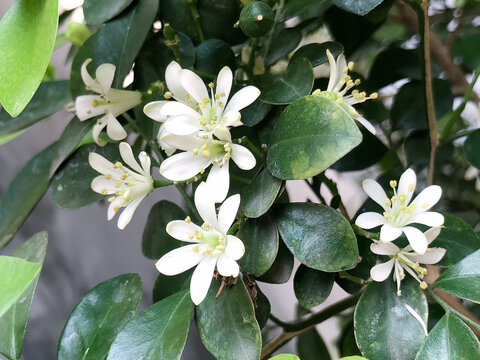 Abundant white orange jasmine blossoms covering a lush green shrub, suited to gardening, landscaping, botanical, floral, tropical, and natural abundance concepts.