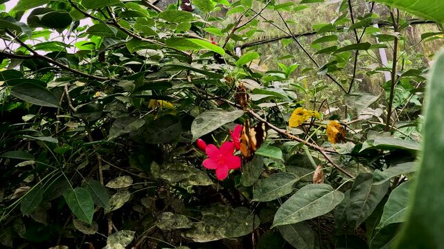 Butterfly Garden in Ecuador with Tropical Plants, Red Flowers, Green Leaves and Net Roof, Pollinator Habitat and Biodiversity Conservation Scene