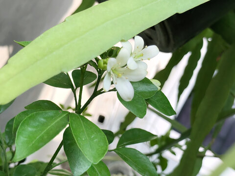 White orange jasmine blossoms appear through layered tropical leaves, creating natural depth and framing for botanical design, foliage texture, garden, wellness, and decorative backgrounds.