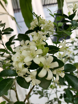 Lush white tropical blossoms bloom in dense clusters among glossy green foliage, ideal for garden, wellness, fragrance, nature, and elegant botanical design themes