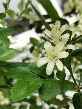 Close view of creamy white tropical flowers against soft green foliage, suited for beauty, perfume, spa, botanical care, and refined natural branding concepts.