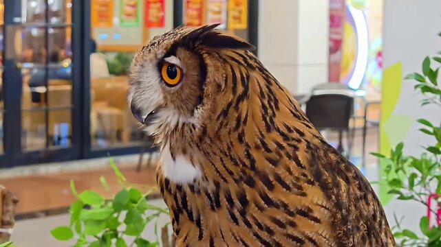 European Eagle Owl looking around on exhibition, Nocturnal Bird of Prey, Biodiversity Conservation, Exotic Pet, Feather Predator, Falconry Wildlife, Head Shot