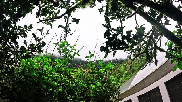 Butterfly House Garden in Ecuador with Dense Tropical Plants, Tree Canopy, Greenhouse Roof and Pollinator Conservation Habitat for Ecotourism