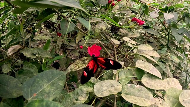 Red and Black Butterfly on Leafy Branch in Ecuador Butterfly House, Tropical Green Plants, Insect Pollinator and Biodiversity Conservation Scene