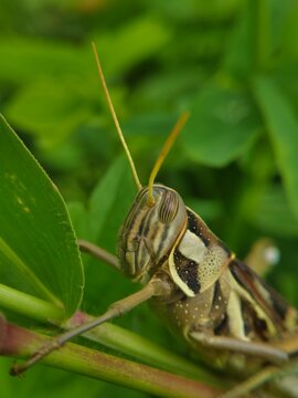 green grasshopper on a leaf
