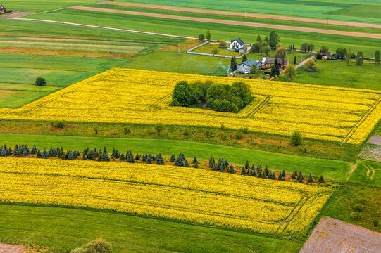 Aerial shot of blooming canola plantation farm