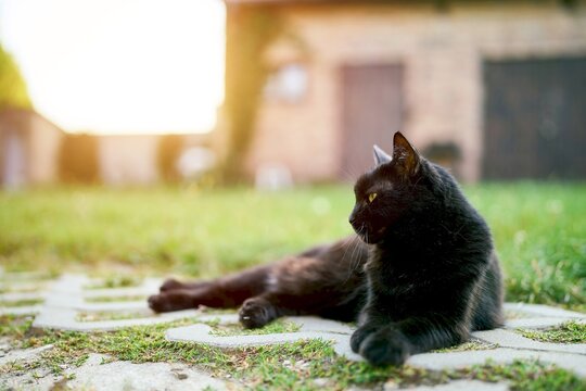 Peaceful black cat resting outdoors in nature