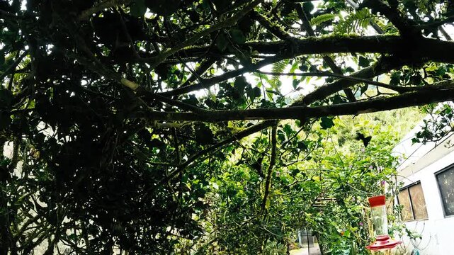 Montanita, Ecuador, 5-10-2025: Tropical Butterfly Garden Interior in Ecuador with Mossy Tree Branches, Green Plants, Hanging Baskets and Ecotourism Conservation Habitat
