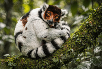 Fototapeta premium Black-and-White Ruffed Lemur Close-Up in Madagascar Rainforest
