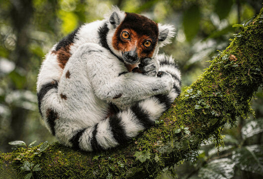 Black-and-White Ruffed Lemur Close-Up in Madagascar Rainforest