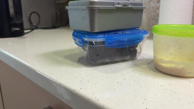 Woman stacking lunch containers on kitchen counter for meal prep, organizing healthy food storage for a diet or work lunch, close up of hands preparing a meal to go