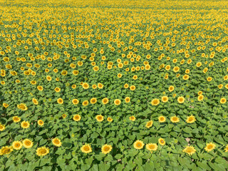 Aerial view of thousands of flowering sunflowers in a cultivated field © Nicholas