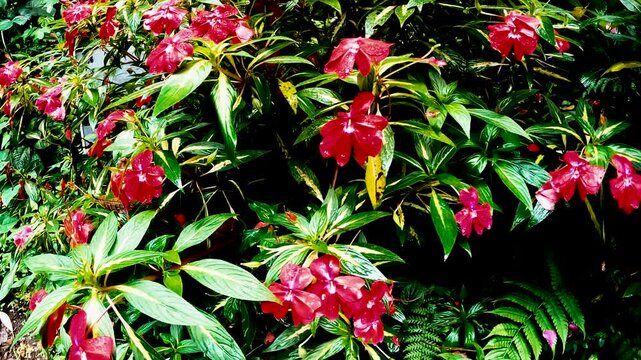 Pink Tropical Flowers Blooming in Ecuador Rainforest Garden, Green Leaves, Ferns, Lush Vegetation and Botanical Nature Background