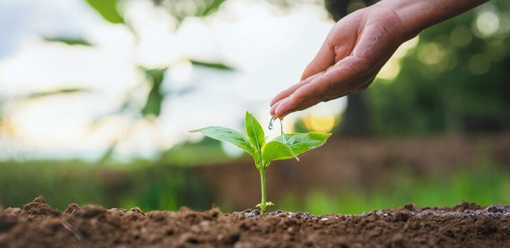 Hand gently waters new green sprout