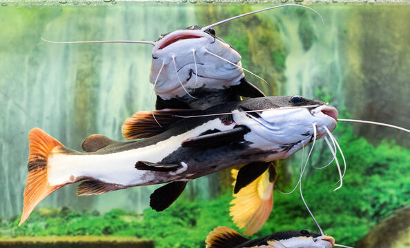 Redtail Catfish in the water tank	