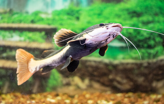 Redtail Catfish in the water tank	