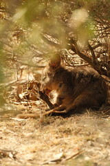 Baby Kangaroo, wallaby © Ocean_is_Dreaming