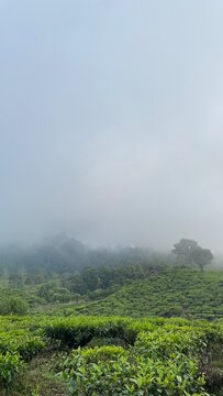 Lush green tea plantation covering rolling hills under a soft misty sky. The scenic landscape features rows of fresh tea plants, tropical vegetation, and fog-covered hills.