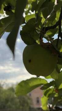 Green Apple with a Worm Growing on an Apple Tree
