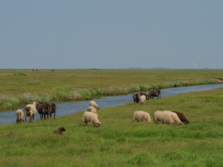 Obraz premium Hallig Hooge in der Nordsee