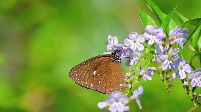 Slow motion capture of a Small Crow butterfly with bluish glossy wings feeding intently on purple flower nectar before flying away from the frame