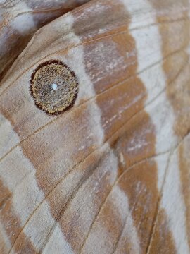 a brown butterfly wing with a detailed eyespot pattern