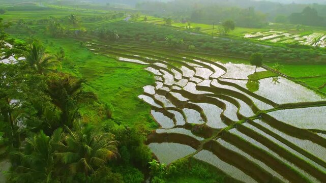 Aerial view of lush green rice terraces at sunrise with golden light reflecting in the water, surrounded by palm trees and misty mountains in Wonosobo, Central Java, Indonesia.