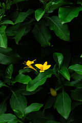 Yellow Flower © Felix