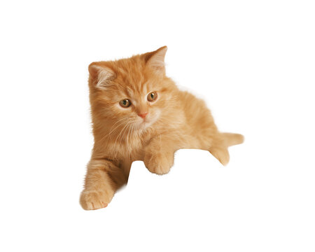 Playful orange kitten jumping isolated on white background