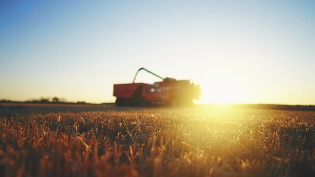 Harvesting season, harvester combines working in agricultural fields in summer. Modern agricultural technologies, agribusiness in ecological region, amazing rural landscape, summertime in countryside