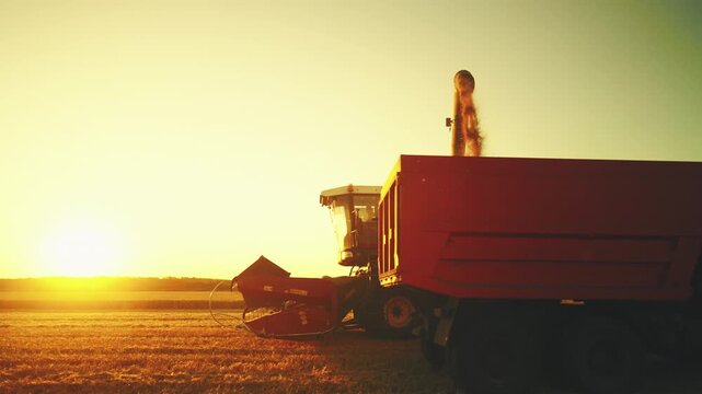 Collecting wheat grains in farmland, harvesting combine moving on golden field. Harvest of ripe rye in agricultural region, professional machinery in countryside, tradition and innovative agribusiness