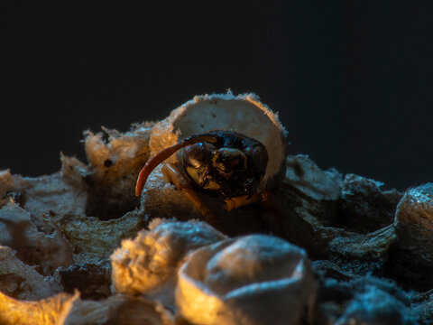 Abandoned Wasp Nest Cells with Dead and Unhatched Larvae in Colorful Surroundings