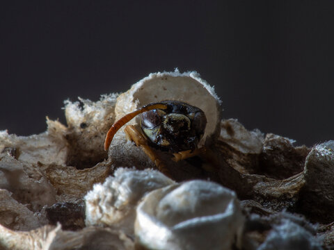 Abandoned Wasp Nest Cells with Dead and Unhatched Larvae in Colorful Surroundings