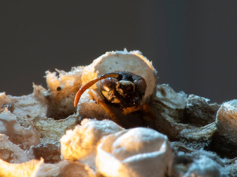 Abandoned Wasp Nest Cells with Dead and Unhatched Larvae in Colorful Surroundings