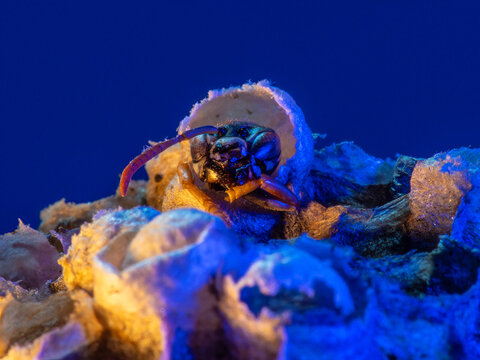 Abandoned Wasp Nest Cells with Dead and Unhatched Larvae in Colorful Surroundings