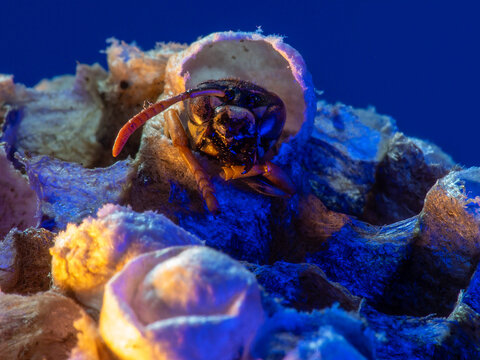 Abandoned Wasp Nest Cells with Dead and Unhatched Larvae in Colorful Surroundings