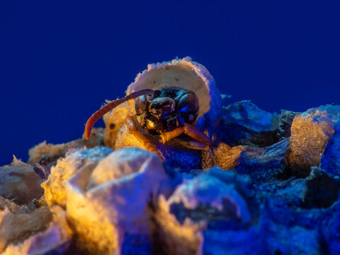 Abandoned Wasp Nest Cells with Dead and Unhatched Larvae in Colorful Surroundings