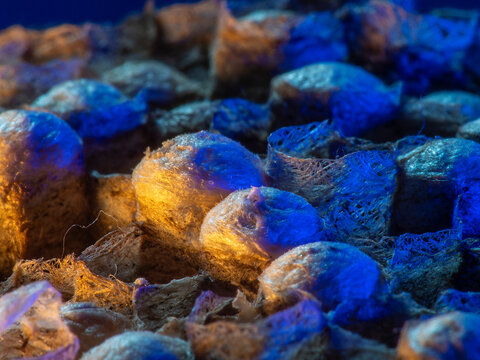 Abandoned Wasp Nest Cells with Dead and Unhatched Larvae in Colorful Surroundings