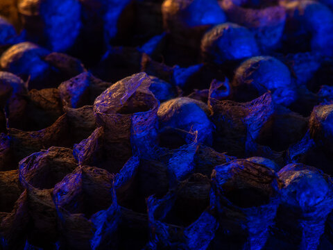 Abandoned Wasp Nest Cells with Dead and Unhatched Larvae in Colorful Surroundings