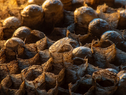 Abandoned Wasp Nest Cells with Dead and Unhatched Larvae in Colorful Surroundings