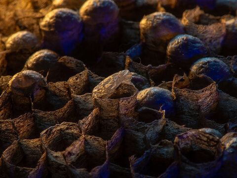 Abandoned Wasp Nest Cells with Dead and Unhatched Larvae in Colorful Surroundings