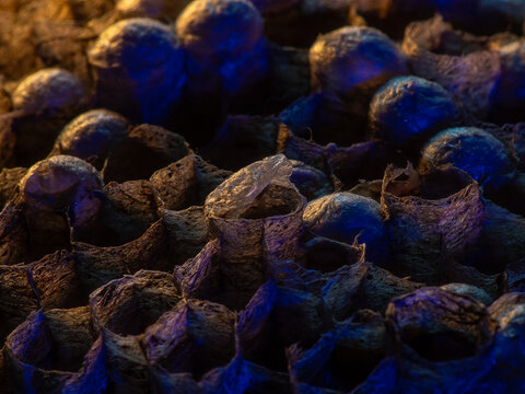 Abandoned Wasp Nest Cells with Dead and Unhatched Larvae in Colorful Surroundings