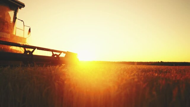 Beautiful agricultural fields in harvest season, tractor moving in farmland. Bright sun illuminating golden fields, harvester combine cutting ripe rye ears, growing cereals for bread production