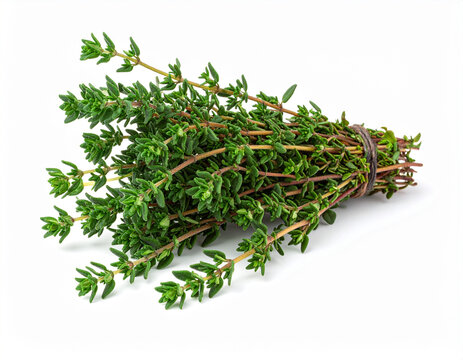Fresh organic thyme sprigs bundle isolated on white for stews and French cooking