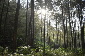 Fototapeta premium Sunlight filtering through a lush pine forest, illuminating dense green ferns and vegetation on the forest floor.