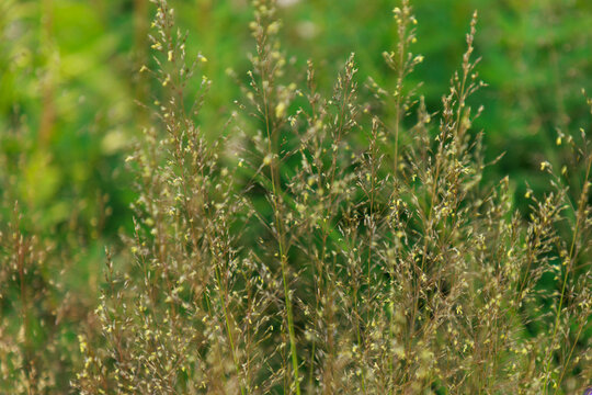 Tautropfengras (Sporobolus heterolepis)