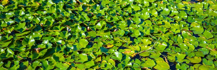 Fototapete Badezimmer Dense green lily pad leaves covering water surface in park pond, nature ecology and botanical background concept  © Ployker