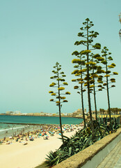 Santa Maria del Mar beach and Cadiz skyline with agave plants, Andalusia, Spain © JoseManuel