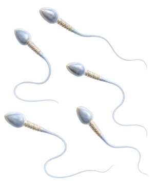 Human Sperm Cell Spermatozoon Isolated on White Background, Detailed 3D Illustration
