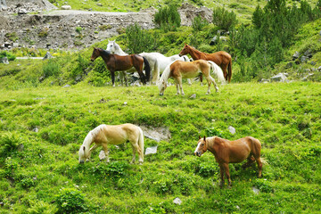 Fototapeta premium A herd of horses in the Austrian Alps 